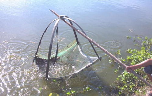 水產養殖前景無限，葉小永帶領鄉親共踏致富路