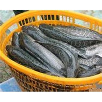 襄陽高粱豐收在望，汈汊湖水產養殖產業聯動發展新機遇