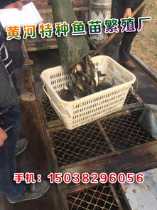 水產養殖魚苗報價及廠家信息 開啟您的養殖事業